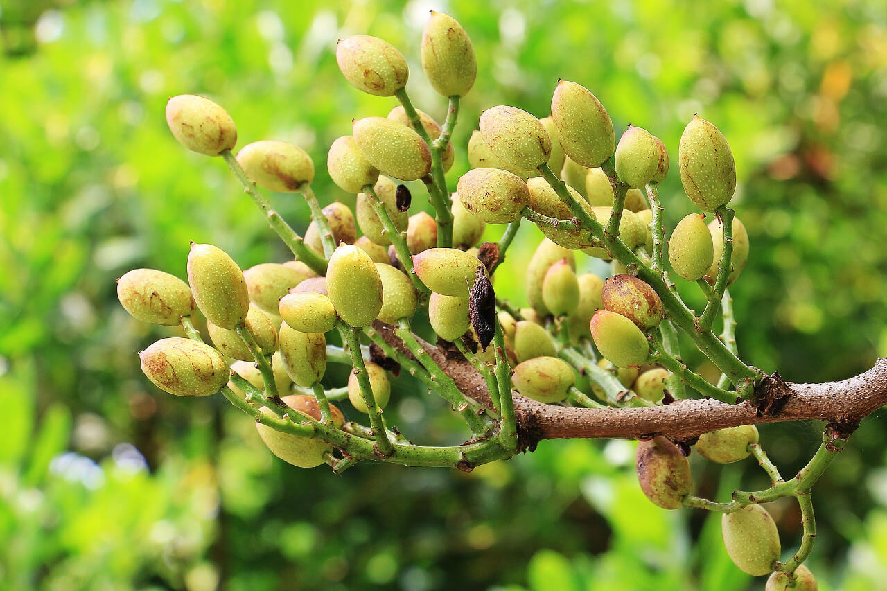 Servicios clientes árbol de pistacho agrotécnicos hellín agrotecnicoshellin.es
